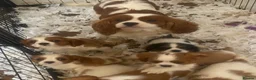 Cavalier King Charles Spaniel dogs for sale: Cavalier King Charles puppies - Advert 3