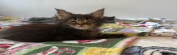Maine Coon cats for sale: UPDATED - MAINE COON KITTENS. SOME POLYDACTYL  - Advert 2