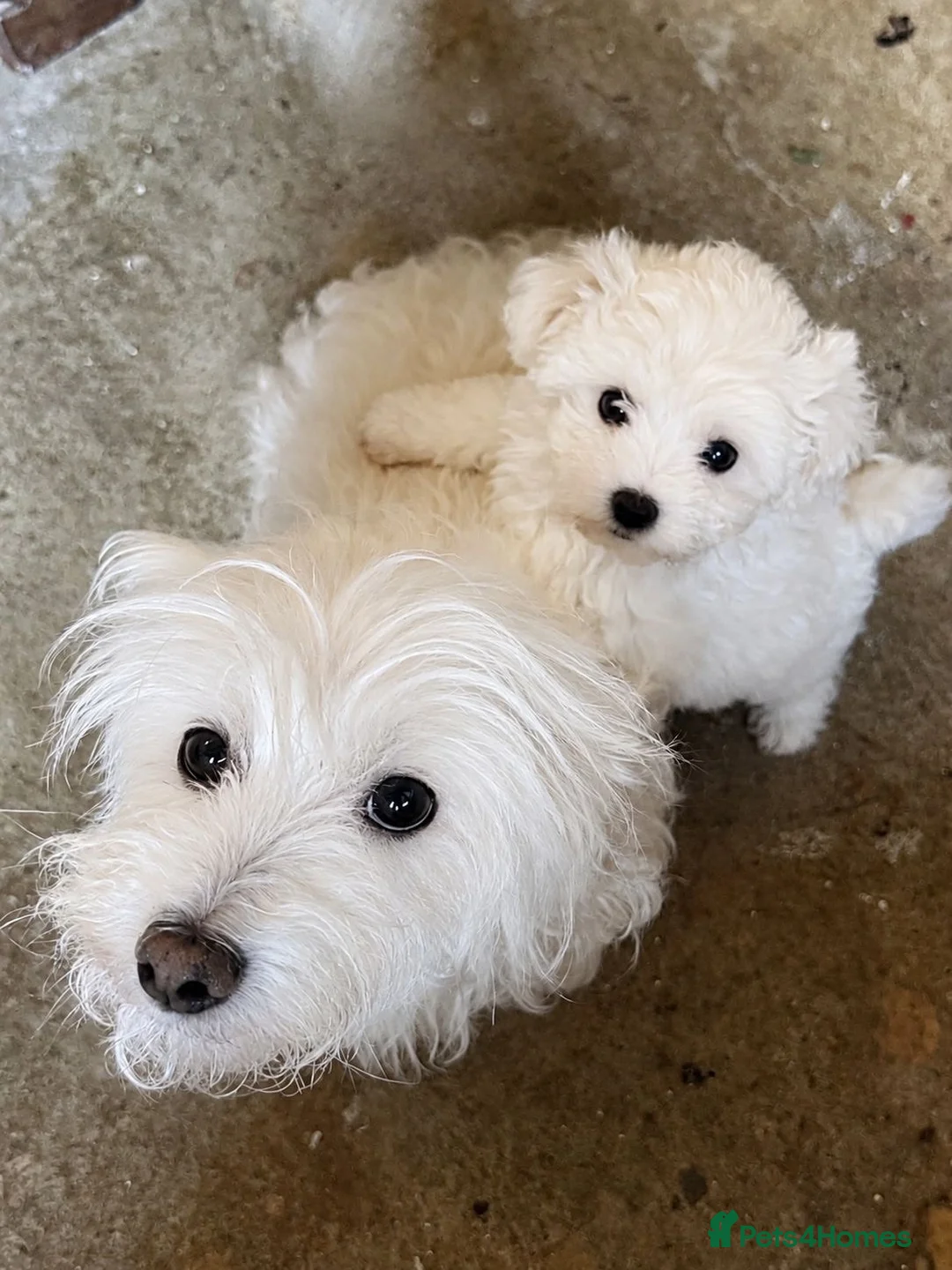 Mixed Breed dogs for sale: Maltichon Teddy Bear Puppies  - Advert 1