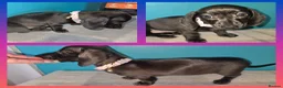 Miniature Dachshund dogs for sale: REDUCED✨️ RTG NOW✨️SOLID COLOURS✨️ MINI DACHSHUNDS - Advert 7