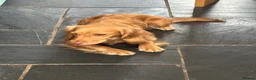 Cocker Spaniel dogs for sale: KC Registered working Cockers pups - Advert 6