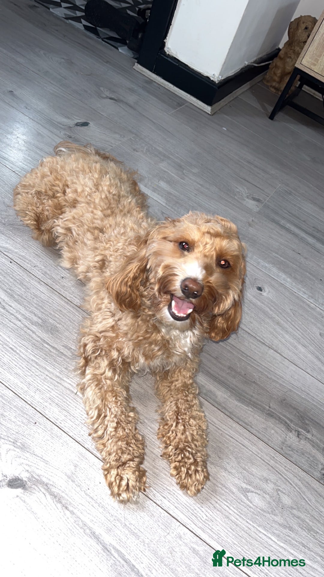 Cavapoo dogs for sale: 2& half year old cavapoo - Advert 2