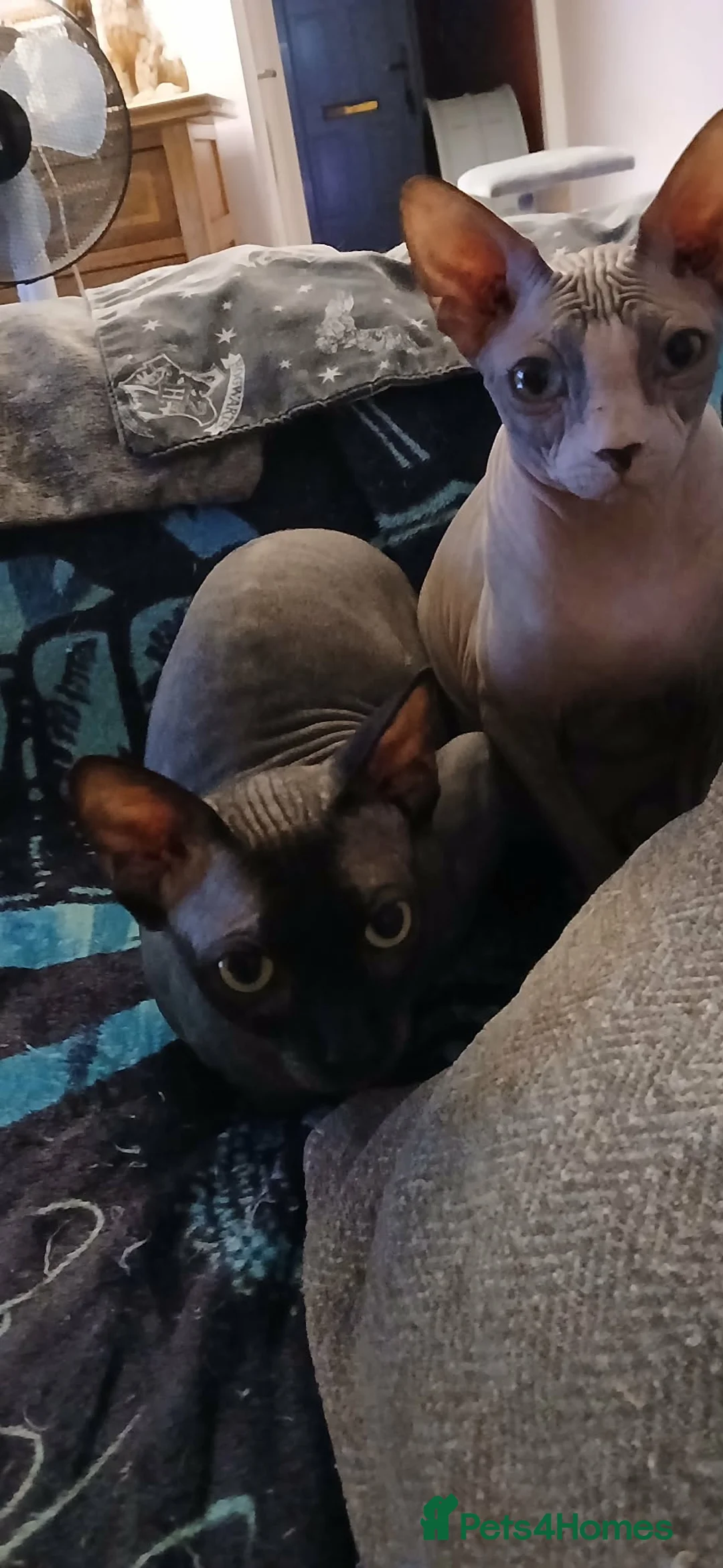 Sphynx cats for sale: Sphynx family  - Advert 2