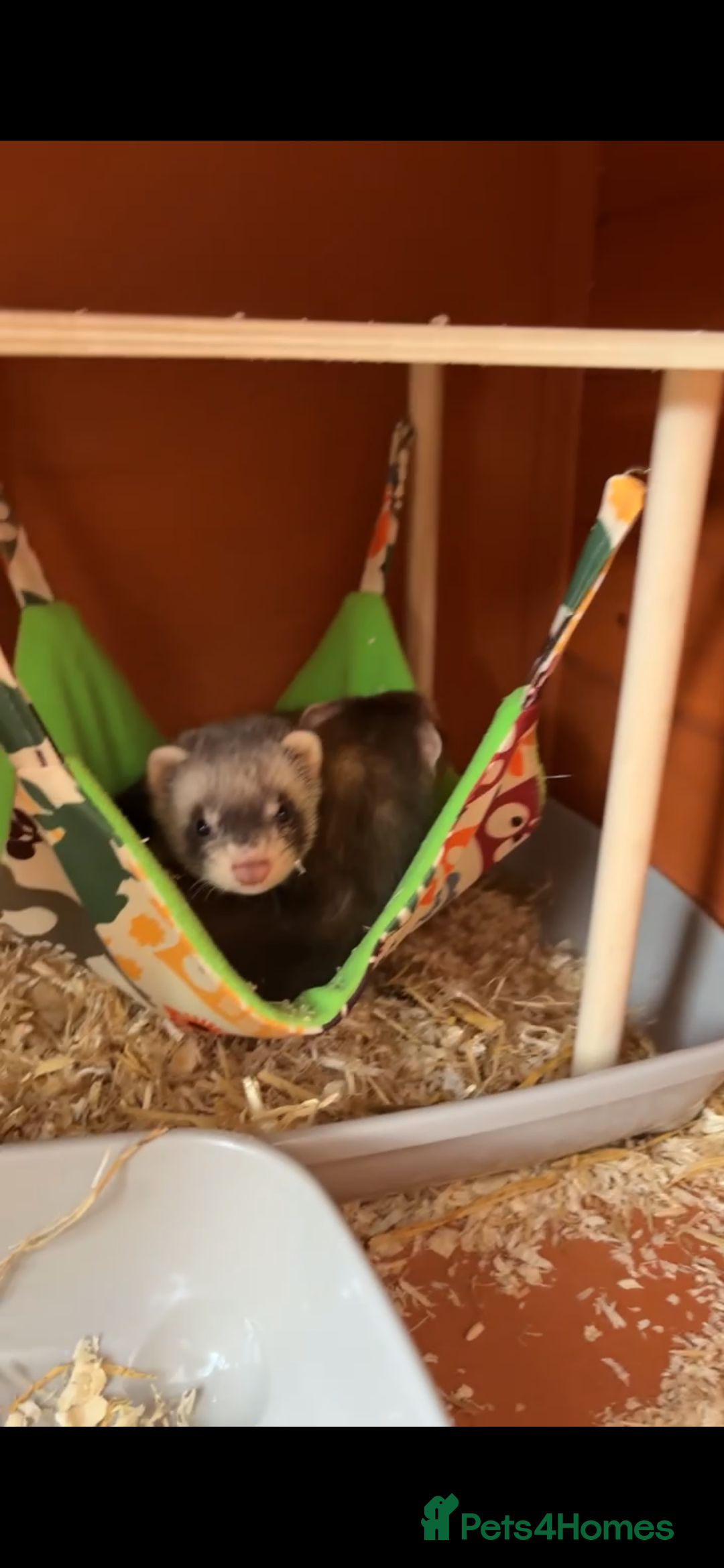 Ferret rodents for sale: Two female ferrets  - Advert 1
