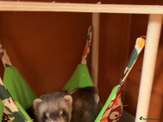 Ferret rodents Two female ferrets - Advert 1
