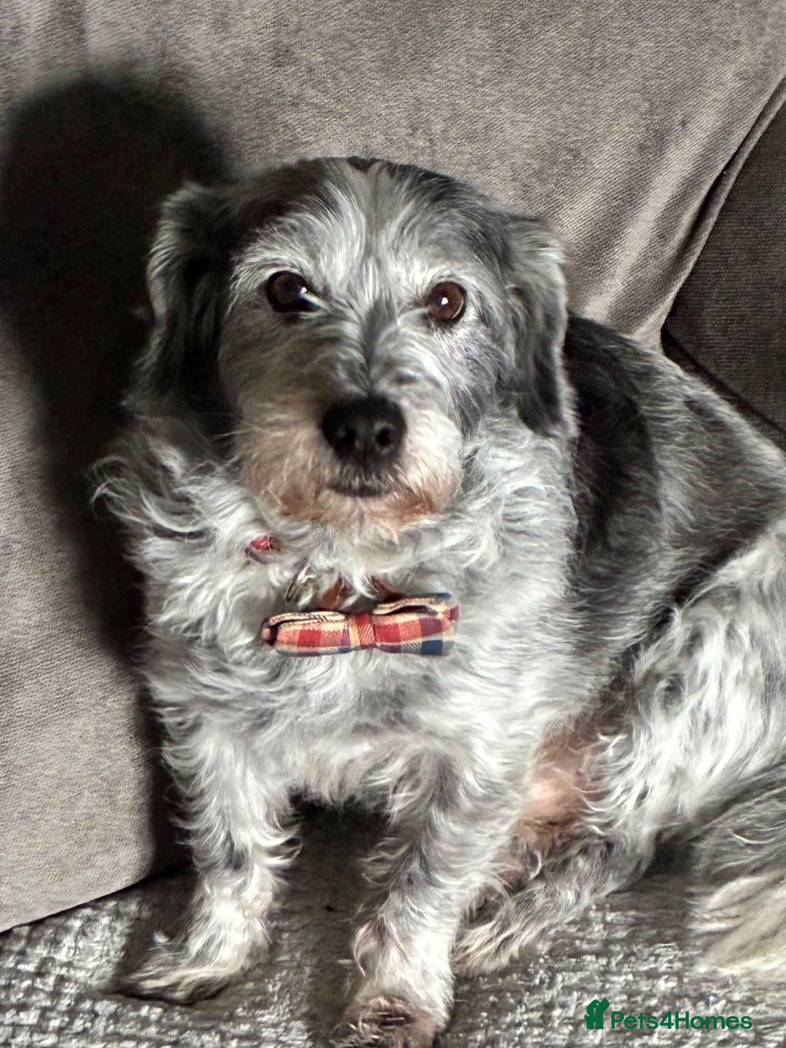Mixed Breed dogs Small mixed breed male for sale - Advert 7