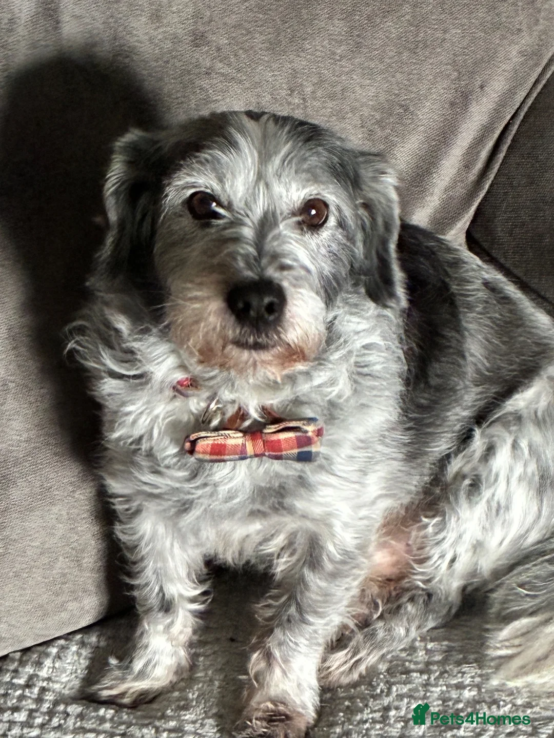 Mixed Breed dogs for sale: Small mixed breed male for sale - Advert 1