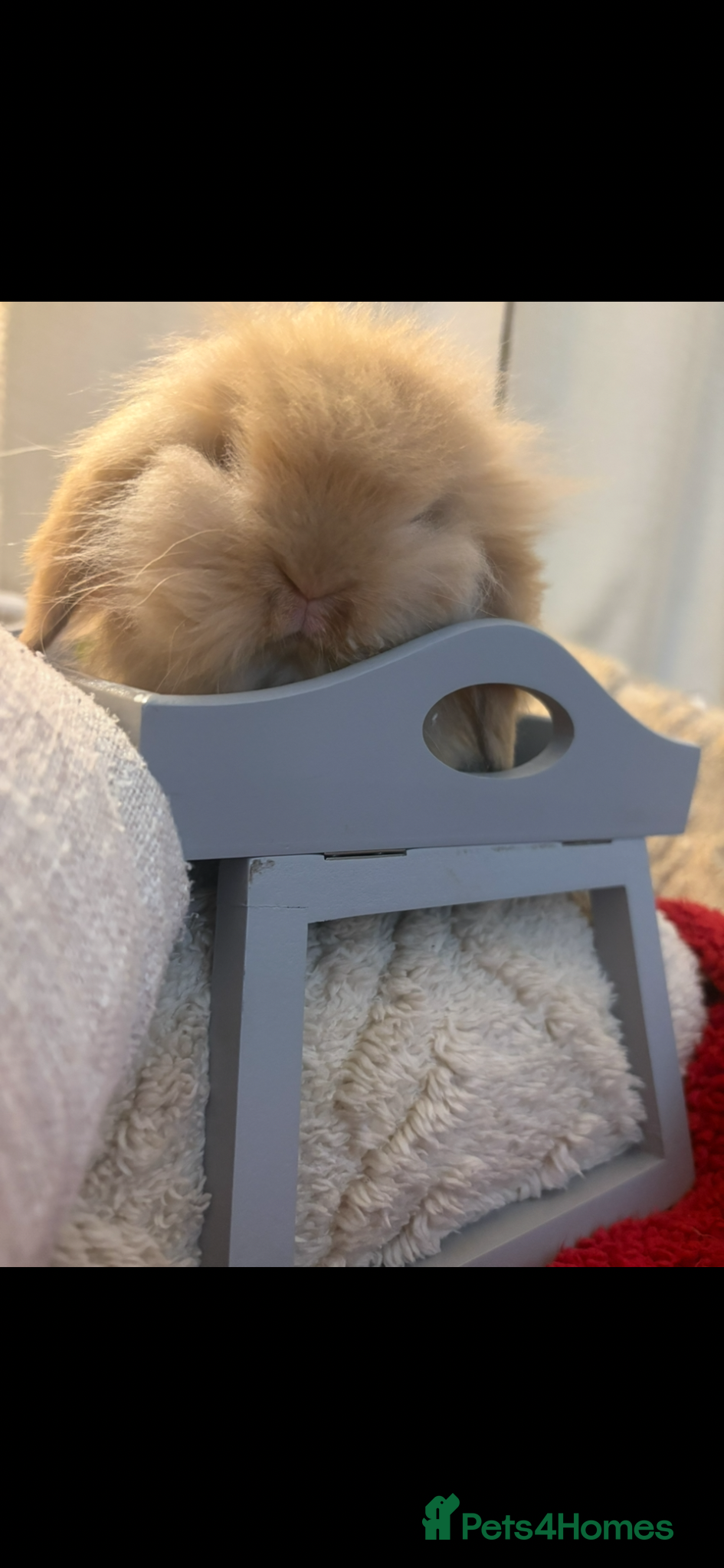 Mini Lion Lop rabbits for sale: Fluffy double mane mini lion lop bunny rabbits - Advert 13