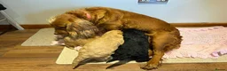 Cockapoo dogs for sale: Beautiful f1 cockapoo puppies  in King's Lynn - Advert 7