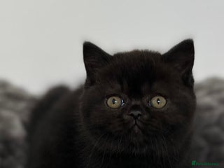 British Shorthair cats Exceptional BSH Girls, Champion Bloodlines - Advert 6
