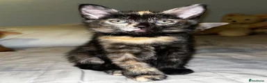 British Shorthair 2