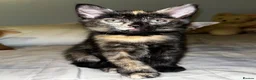 British Shorthair cats for sale: 3 Kittens for sale  - Advert 3
