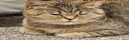 British Shorthair cats for sale: Active, gccf and tica registeted queen - Advert 7