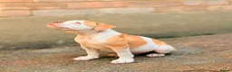Old Tyme Bulldog dogs for sale: Old tyme bulldog pup female  in Sutton - Advert 5