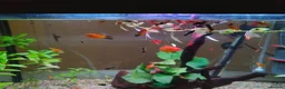 Swordtails fish for sale: Xipho  in Stanmore - Advert 3