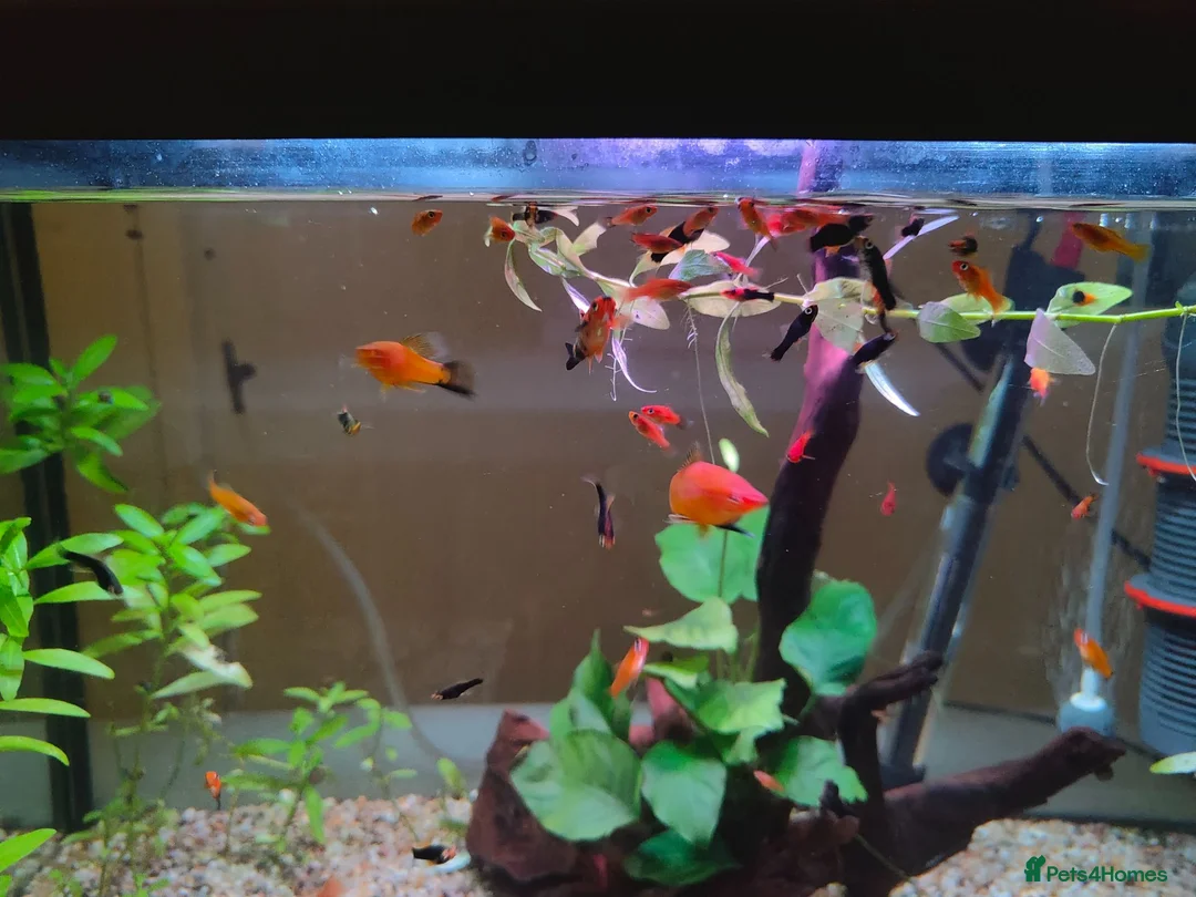 Swordtails fish for sale: Xipho  in Stanmore - Advert 3
