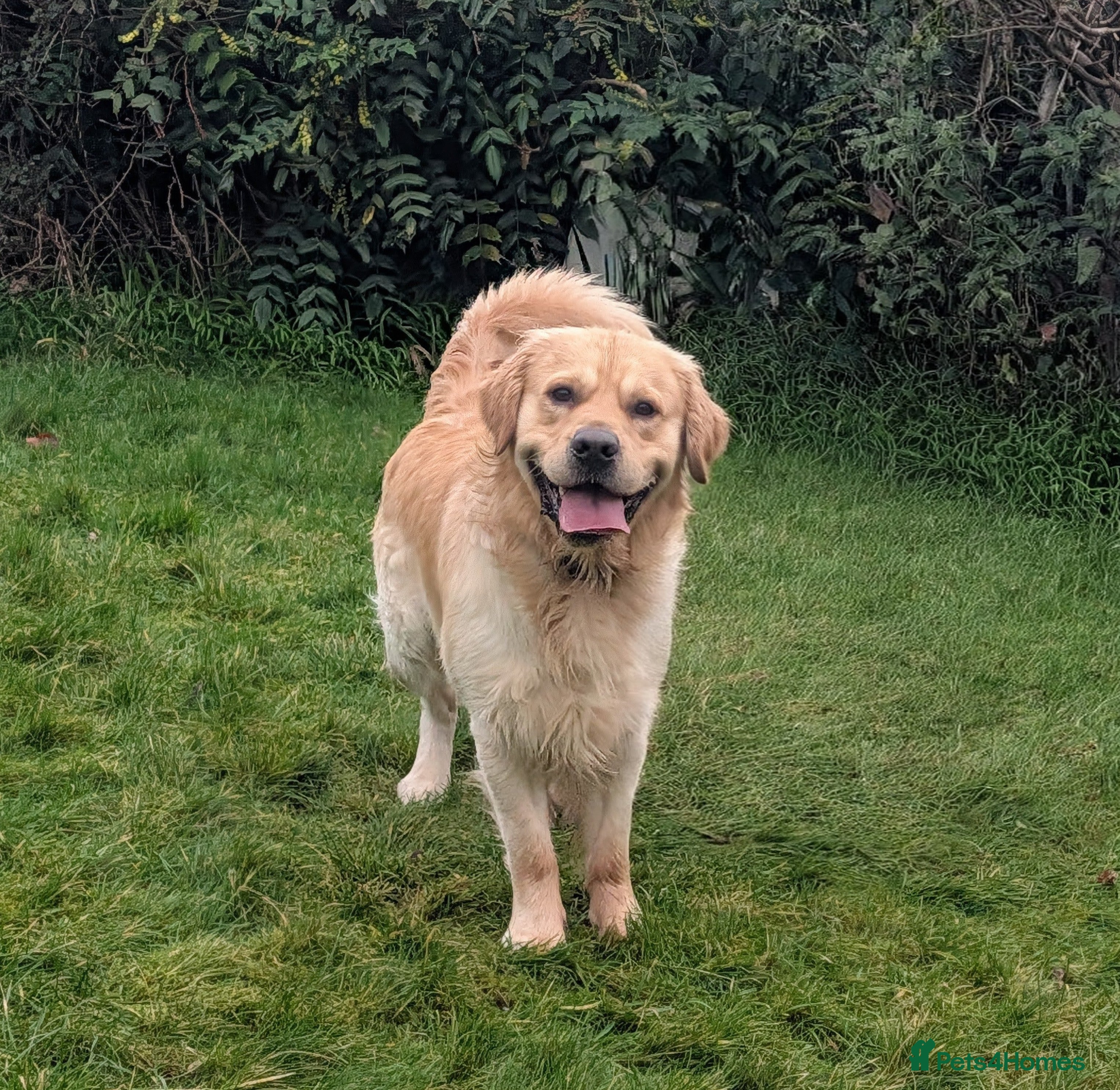 Golden Retriever dogs Cesarka Golden Retrievers in Conwy - Advert 11