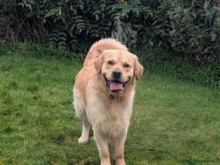 Golden Retriever dogs Cesarka Golden Retrievers in Conwy - Advert 11