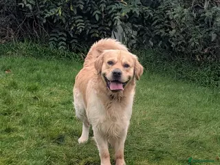 Golden Retriever dogs Cesarka Golden Retrievers in Conwy - Advert 12