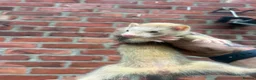 Ferret rodents for sale: Mixture of Jill and hobs in Sunderland - Advert 6