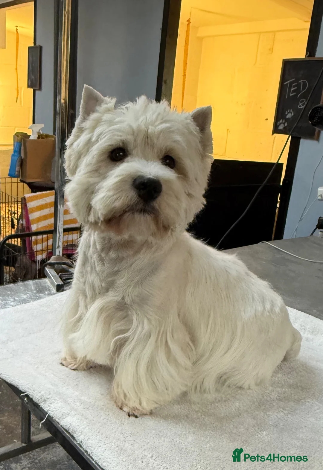 West Highland Terrier dogs for stud: For Stud - Ted - West Highland White Terrier  - Advert 1