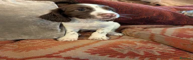 English Springer Spaniel 6