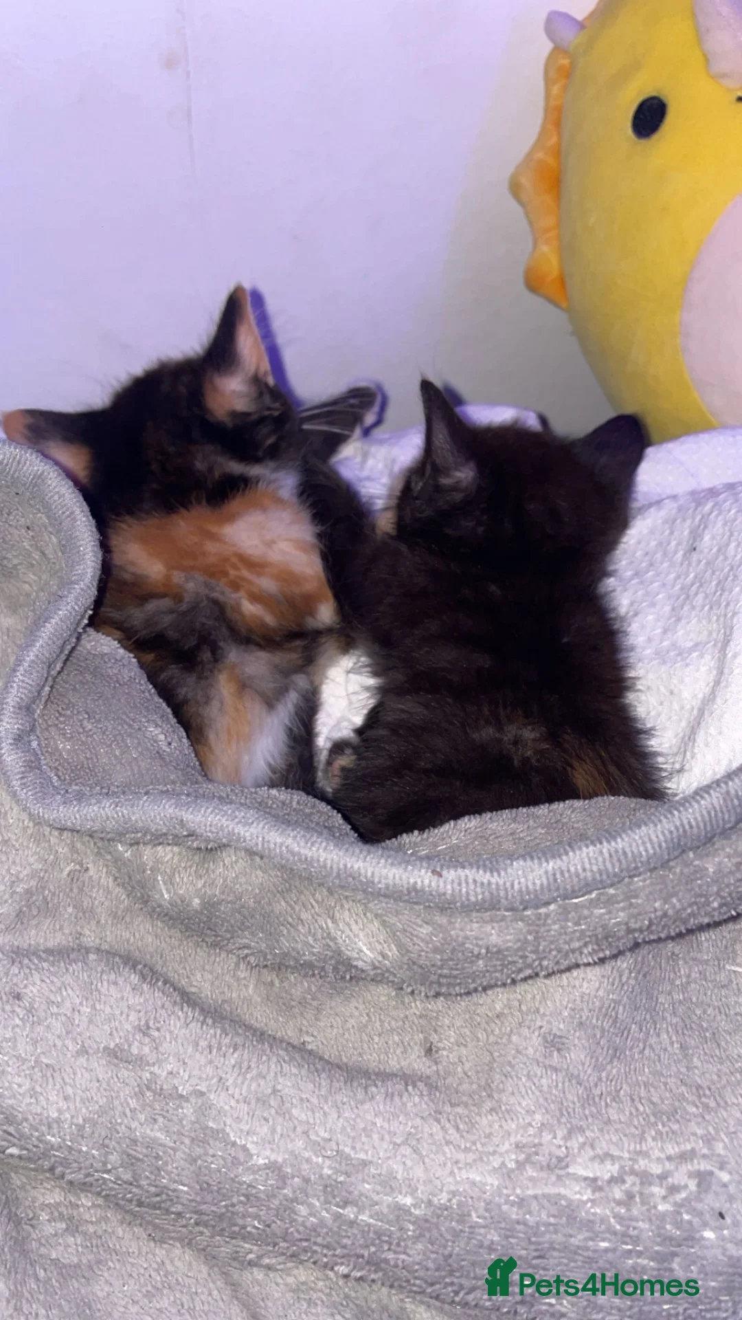 Mixed Breed cats for sale: 2 female kittens for sale in Brum!! in Birmingham - Advert 5
