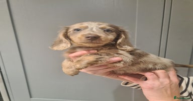 Miniature Dachshund dogs - Advert 1