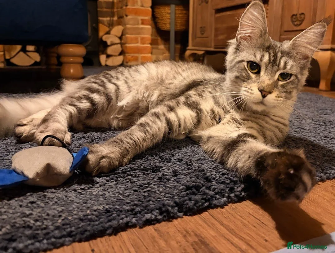 Maine Coon cats for sale: Maine Coon X Silver Tabby F in Aylesbury - Advert 2
