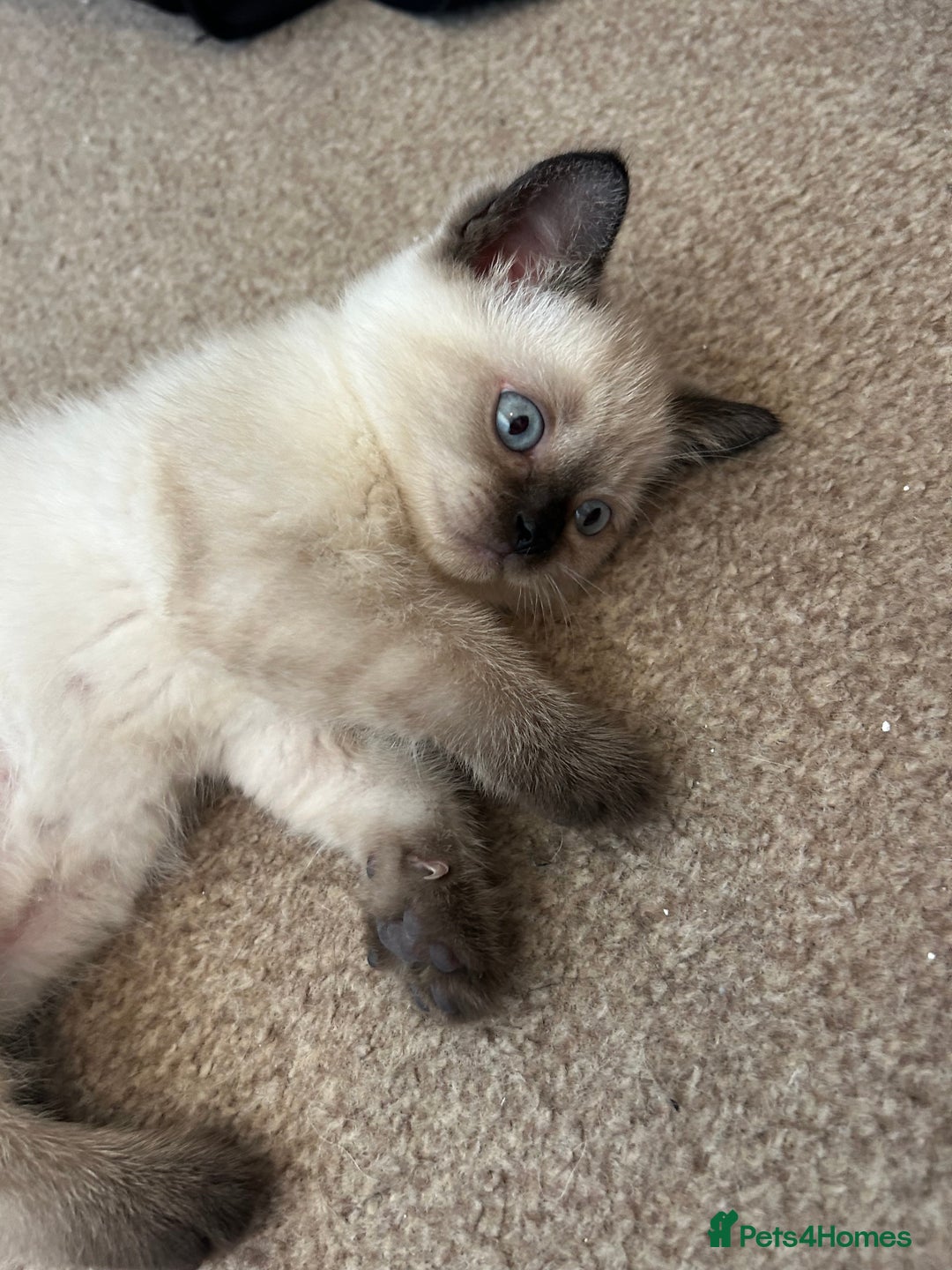 American Shorthair cats for sale: British short haired kitten  - Image 4