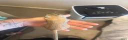 Gerbil rodents for sale: 2 Female gerbils and cage  in Aldershot - Advert 8
