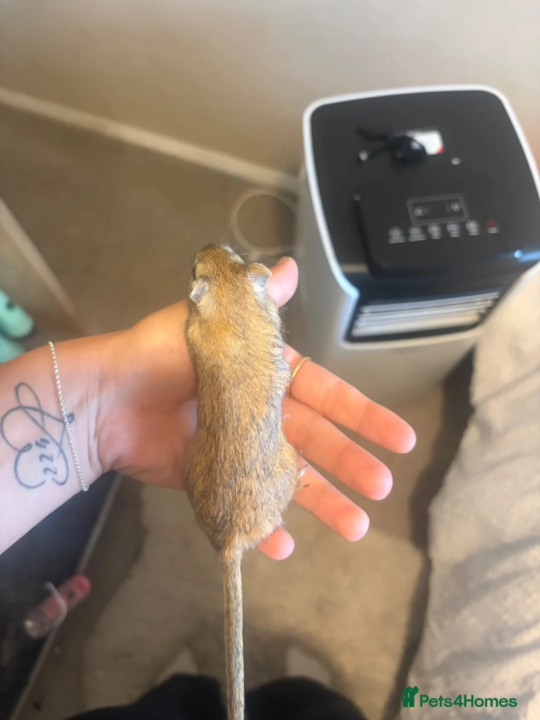 Gerbil rodents for sale: 2 Female gerbils and cage  in Aldershot - Advert 8