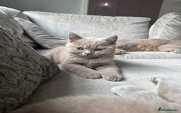 British Shorthair cats for sale: Lilic GCCF registered active champion lines  - Image 6