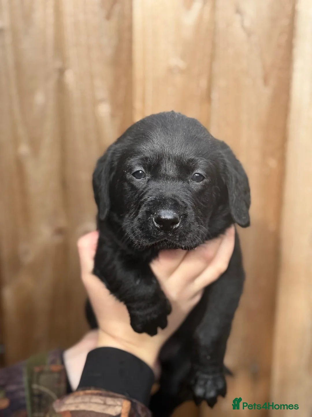 Labrador Retriever dogs for sale: Stunning Kc Registered pups.  - Advert 13