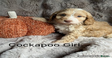 Cockapoo dogs - Advert 2