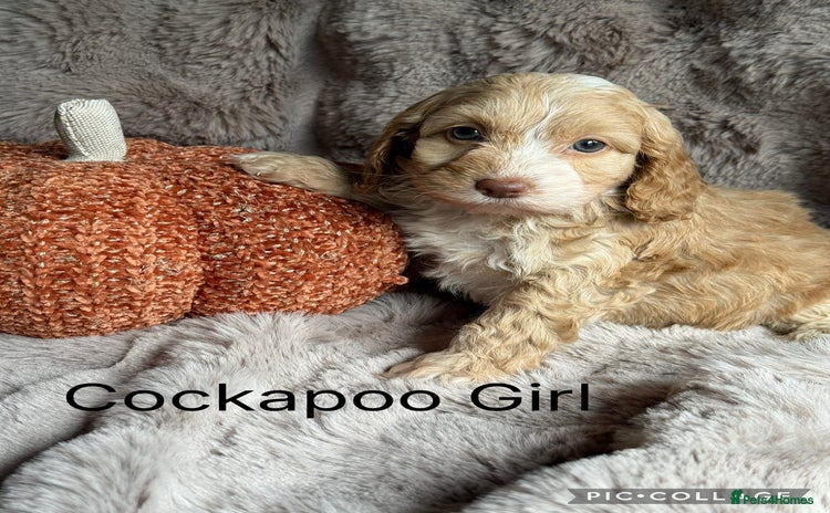 Cockapoo dogs - Advert 6