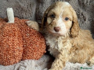 Cockapoo dogs - Advert 26