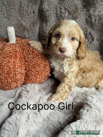 Cockapoo dogs - Advert 7