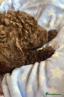 Mixed Breed dogs - Advert 14