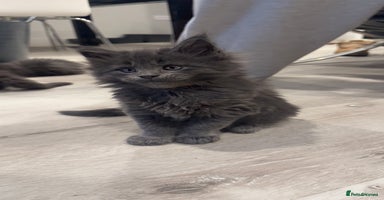 Maine Coon cats - Advert 3