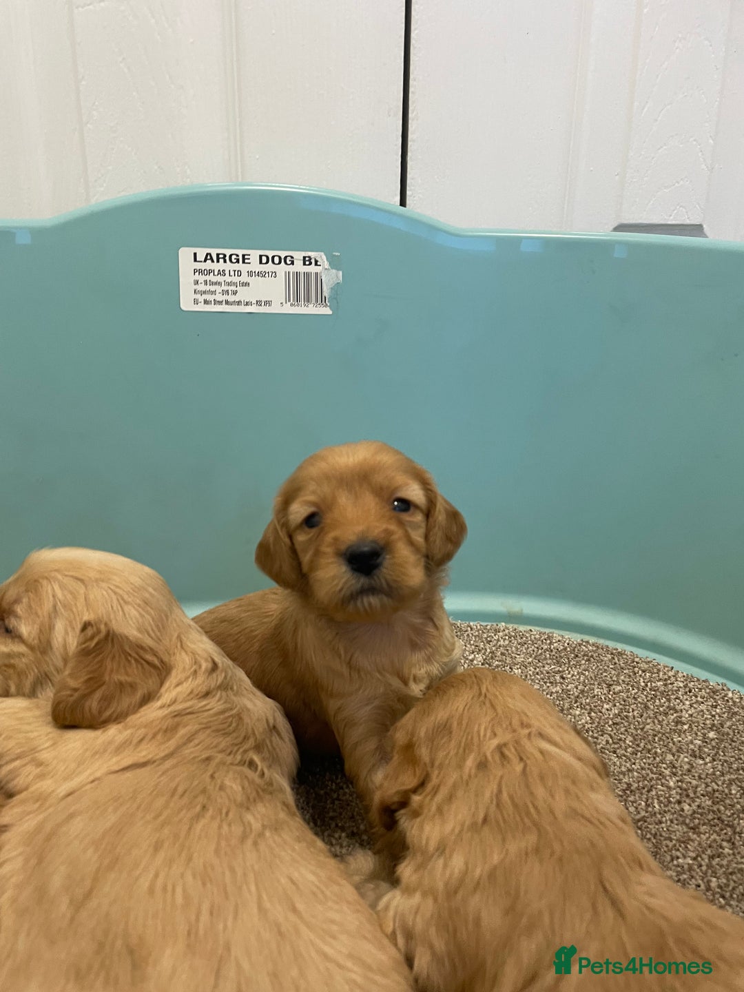 Cockapoo dogs for sale: P,r,a clear f1 cockpoo - Advert 21