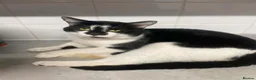 Mixed Breed cats for sale: 2 male cats looking for new homes  in Longfield - Advert 2