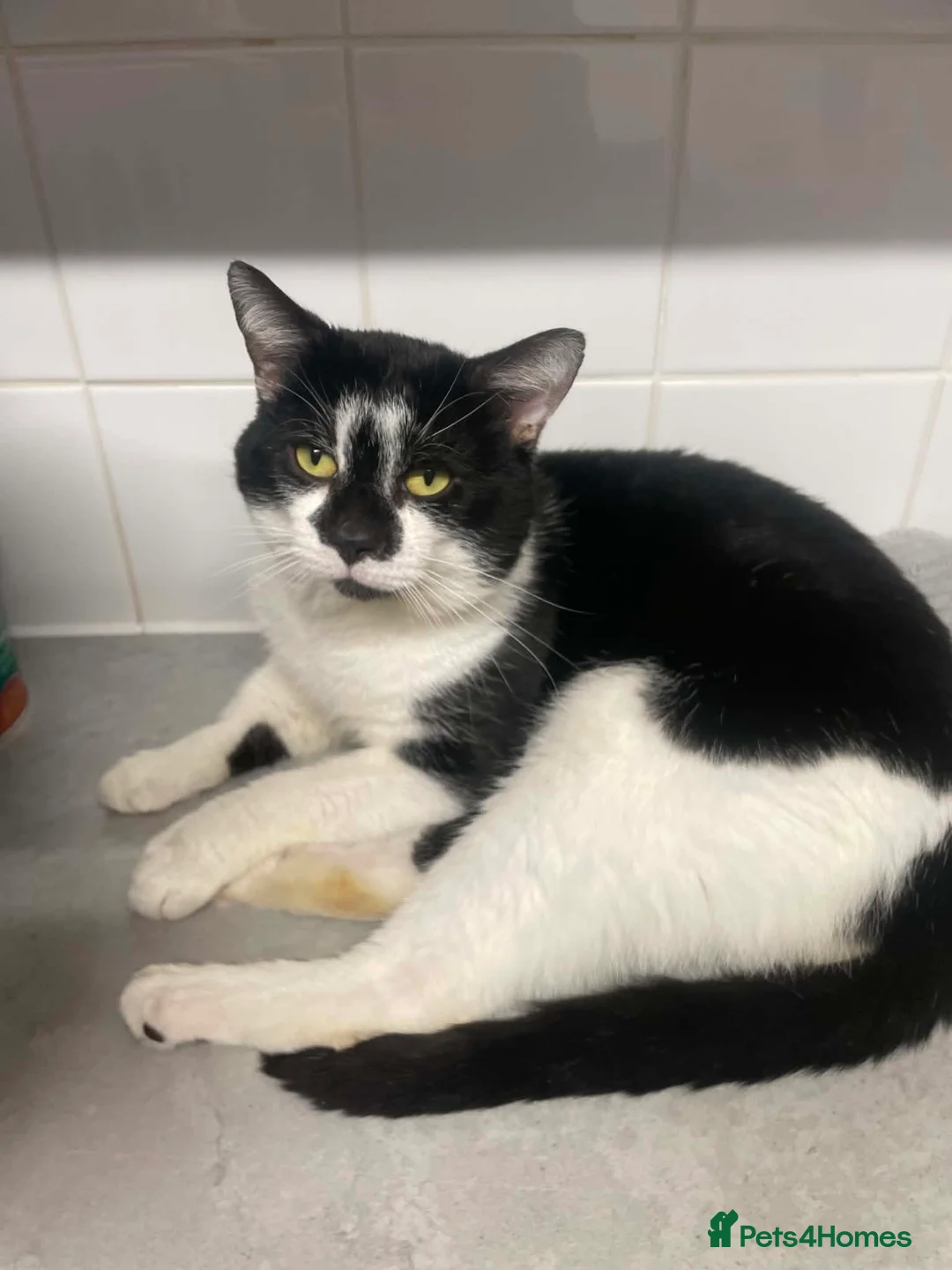 Mixed Breed cats for sale: 2 male cats looking for new homes  in Longfield - Advert 2