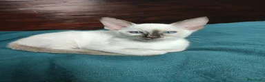 Siamese Kitten 3