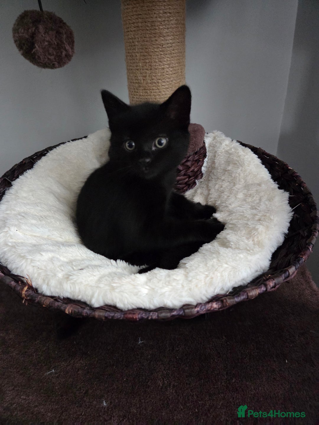 Mixed Breed cats for sale: Kittns  - Advert 7