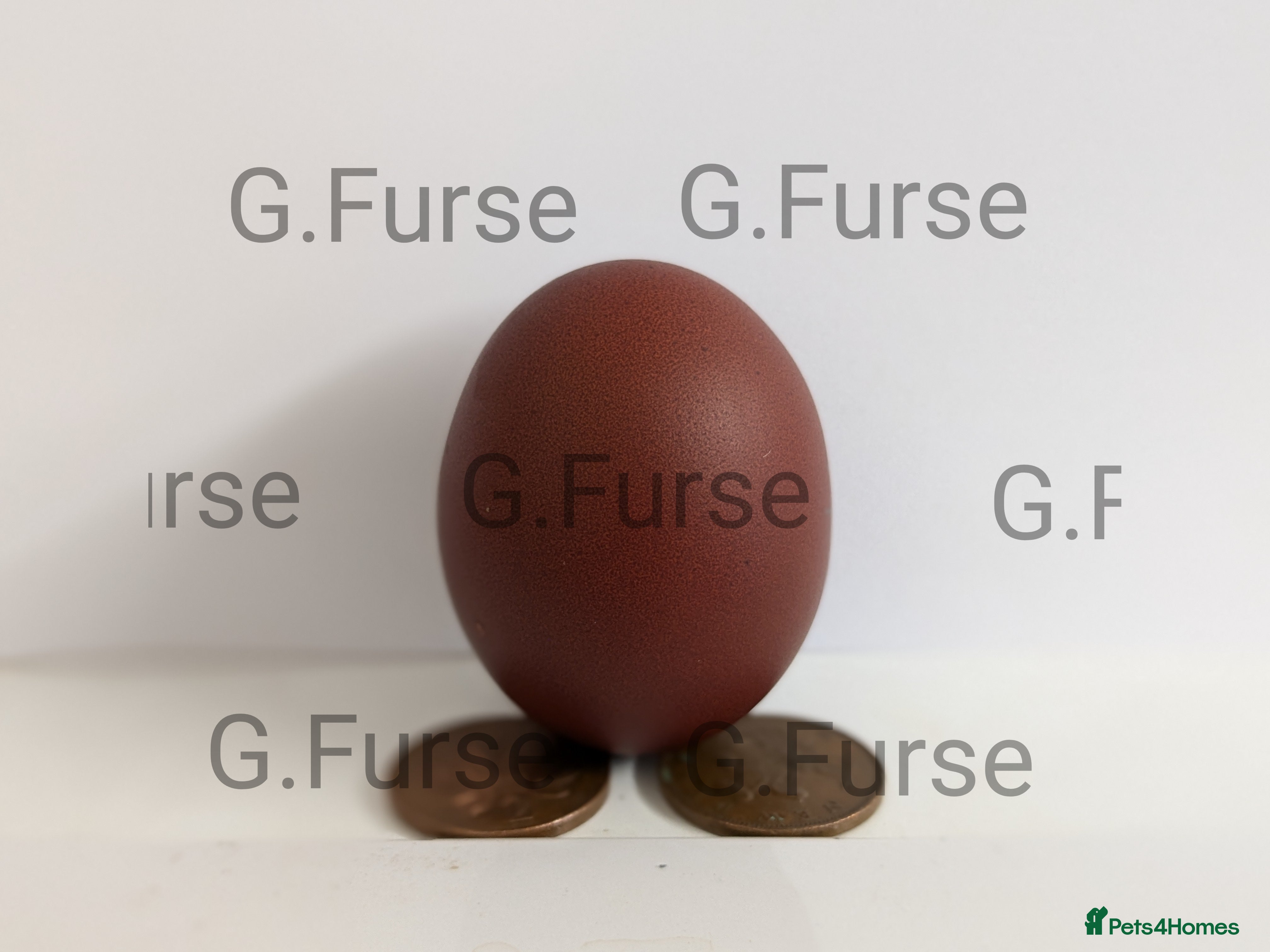 Mixed Breed poultry Hatching eggs (chickens & waterfowl)  in Boston - Advert 14