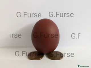 Mixed Breed poultry Hatching eggs (chickens & waterfowl) in Boston - Advert 14