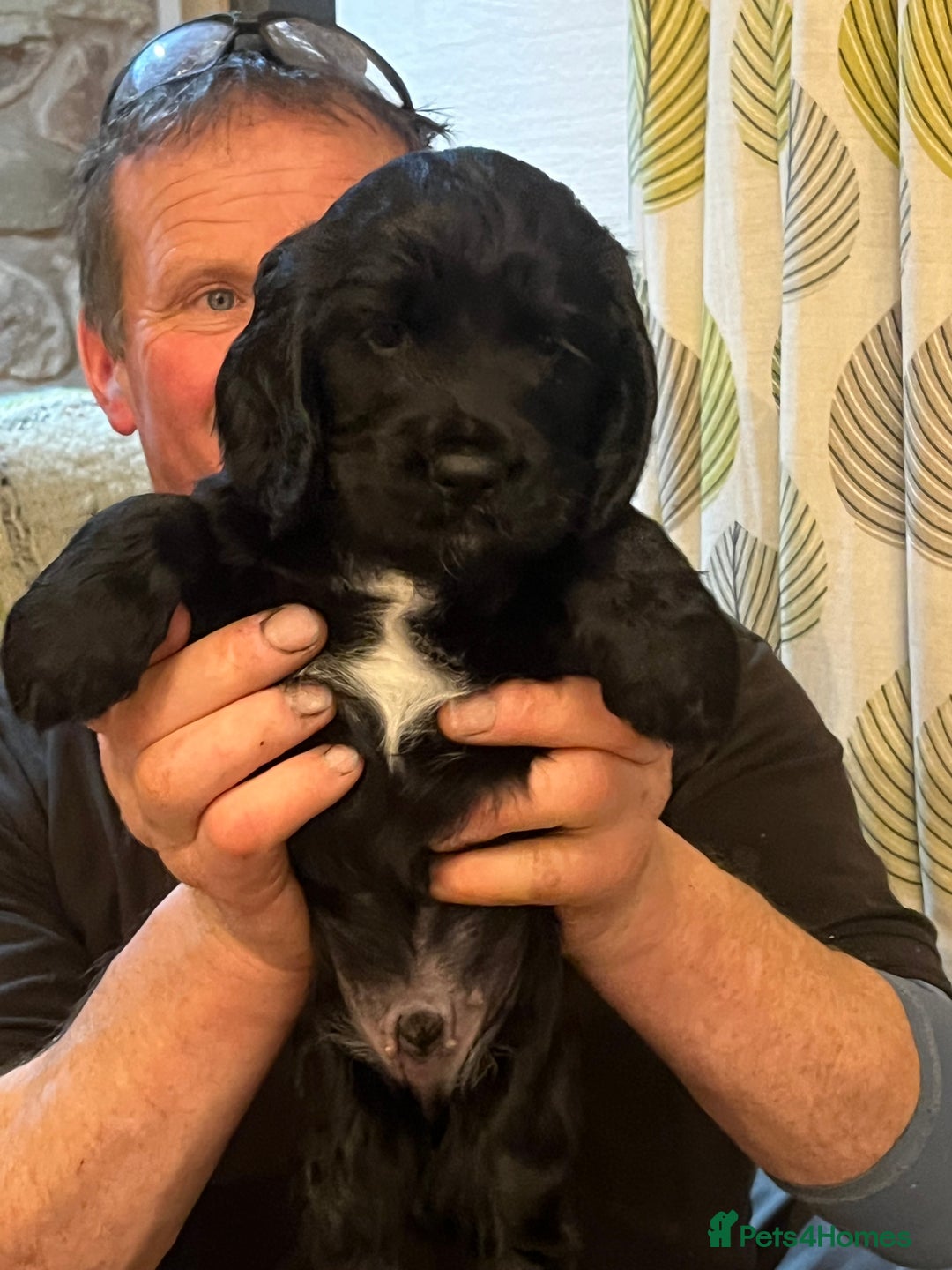 Cocker Spaniel dogs for sale: Gorgeous working cocker spaniel puppies for sale  - Advert 4