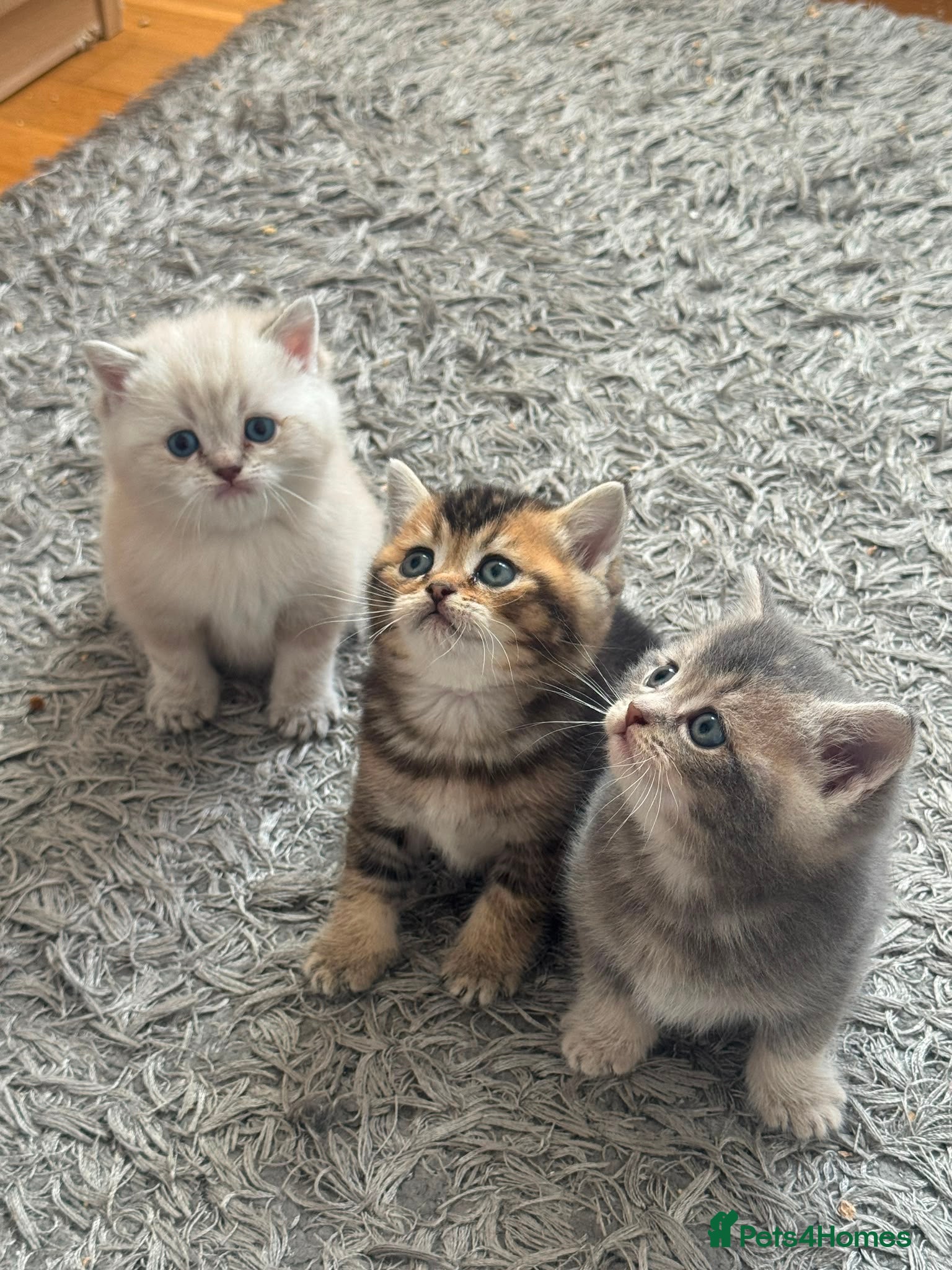 British Shorthair cats British shorthair  - Advert 5