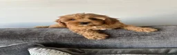 Cavapoo dogs for sale: Stunning F1 Toy Cavapoos, health tested parents  - Advert 5